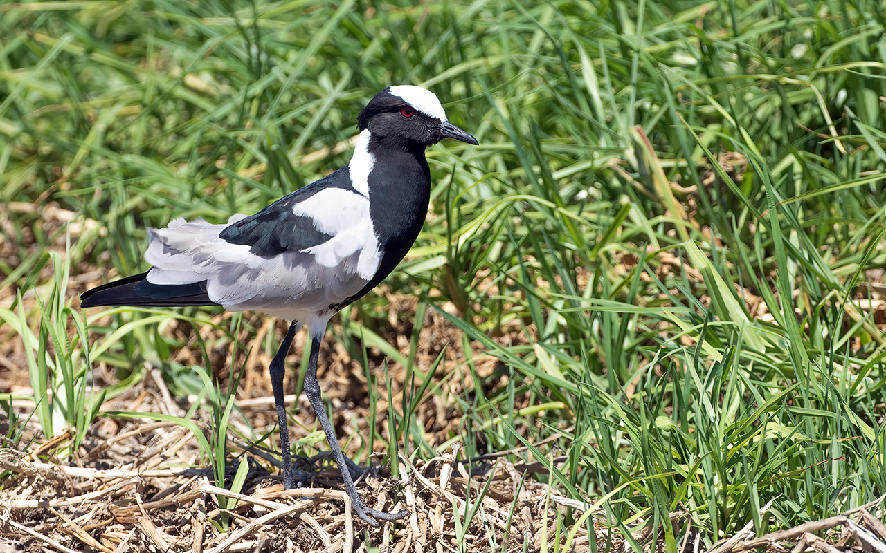 Blacksmith Lapwing — Ana fotoğraf